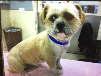 Terrier Dogs Available for Adoption - TORRO | PetCurious