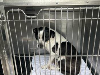 INDY -  Mixed Breed Dog for Adoption in West Palm Beach, Florida - INDY | PetCurious
