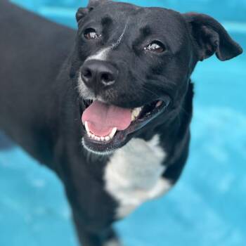 Mixed Breed Dogs Available for Adoption in Charleston, West Virginia - May | PetCurious