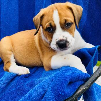 Typhon -  Beagle Dog for Adoption in Rockville, Maryland - Typhon | PetCurious