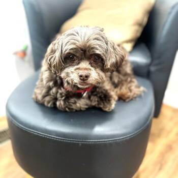 Shih Tzu and Poodle Dogs Available for Adoption - Reese | PetCurious