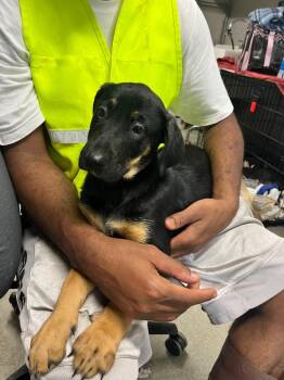 Fable -  Terrier Dog for Adoption in Hopkinsville, Kentucky - Fable | PetCurious