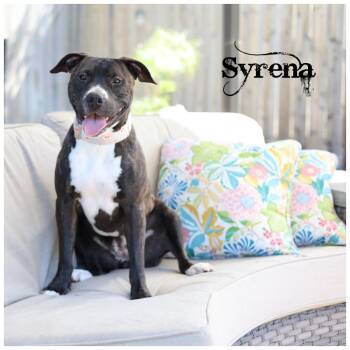 Syrena -  Terrier Dog for Adoption in Sioux Falls, South Dakota - Syrena | PetCurious