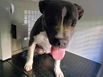 WOOFIE GOLDBERG -  Pit Bull Terrier Dog for Adoption in Charlotte, North Carolina - WOOFIE GOLDBERG | PetCurious