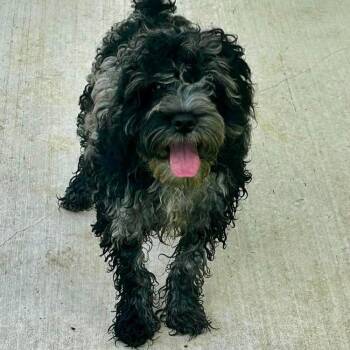 Tracker -  Cocker Spaniel and Poodle Dog for Adoption in New Philadelphia, Ohio - Tracker | PetCurious