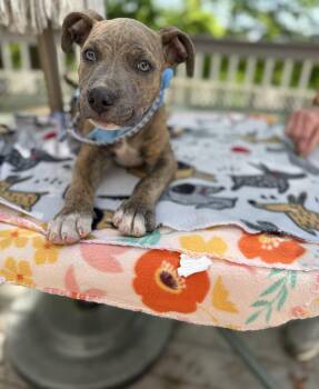 Boxer and Labrador Retriever Dogs Available for Adoption - Sarge Aka Farley | PetCurious