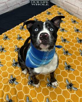 Blue -  Mixed Breed Dog for Adoption in Detroit, Michigan - Blue | PetCurious