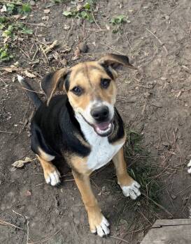 Rescue Hound and Australian Cattle Dog Blue Heeler Dogs for Adoption in Horn Lake, Mississippi - Buffy - B Litter | PetCurious