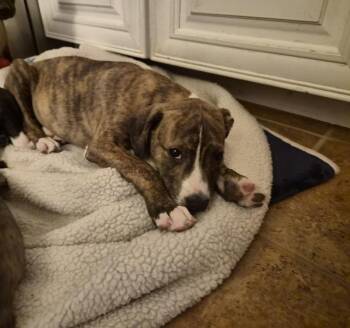 Pit Bull Terrier and Labrador Retriever Dogs Available for Adoption in Holly Springs, North Carolina - Pyro - Zoey