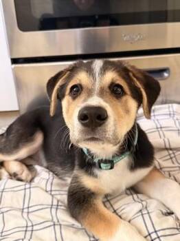 Edie -  Retriever and Mixed Breed Dog for Adoption in Fort Worth, Texas - Edie | PetCurious