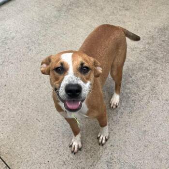 Toby -  Beagle and Mixed Breed Dog for Adoption in Monticello, Iowa - Toby | PetCurious