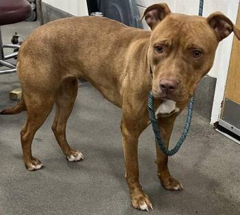 WILLOW -  Pit Bull Terrier Dog for Adoption - WILLOW | PetCurious