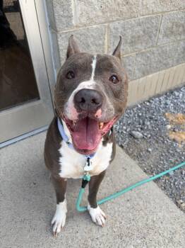Zeus -  Pit Bull Terrier Dog for Adoption in Morgantown, Kentucky - Zeus | PetCurious