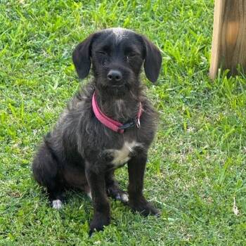Bluey -  Jack Russell Terrier and Mixed Breed Dog for Adoption in Houston, Texas - Bluey | PetCurious