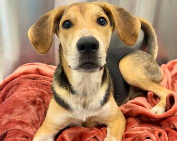 Rivendell -  Mixed Breed Dog for Adoption in Raleigh, North Carolina - Rivendell | PetCurious