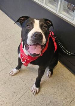 GABBIE -  Pit Bull Terrier Dog for Adoption in St. Peters, Missouri - GABBIE | PetCurious
