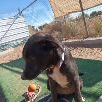 Mixed Breed Dogs Available for Adoption in Casa Grande, Arizona - Cecil | PetCurious
