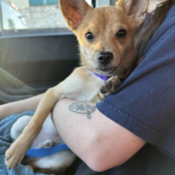 Rescue Chihuahua Dogs for Adoption in Garland, Texas - Roonie | PetCurious