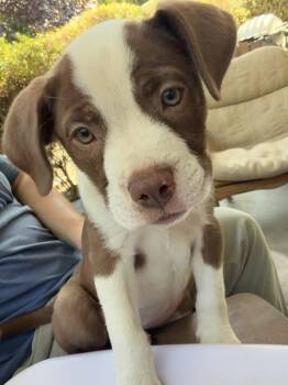 Frankie -  English Bulldog and Staffordshire Bull Terrier Dog for Adoption in Davis, California - Frankie | PetCurious