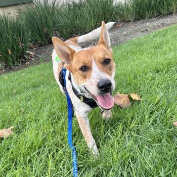Rescue Beagle and Australian Cattle Dog Blue Heeler Dogs for Adoption in Dublin, California - Haiti | PetCurious