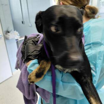 Dex 9202 -  Jack Russell Terrier and Mixed Breed Dog for Adoption in Loxahatchee Groves, Florida - Dex 9202 | PetCurious