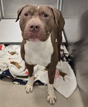 Pit Bull Terrier Dogs Available for Adoption - 26-133 | PetCurious