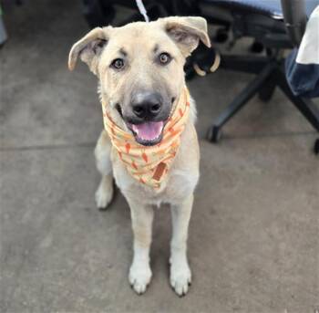 Mixed Breed Dogs Available for Adoption in Dallas, Texas - JAKE | PetCurious