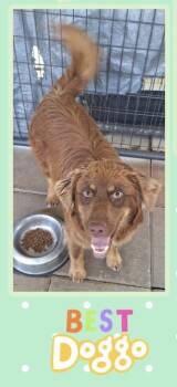 Australian Shepherd Dogs Available for Adoption in Elyria, Ohio - Brodie | PetCurious
