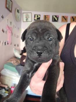 Labrador Retriever and Shar Pei Dogs Available for Adoption in Carson City, Nevada - Cupcake | PetCurious