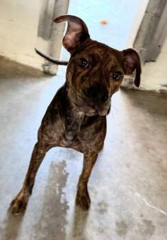 FRIES -  American Bully Dog for Adoption in Lynn Haven, Florida - FRIES | PetCurious