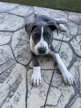 Pheonie fka Virginia -  Great Dane and Mixed Breed Dog for Adoption in Sedalia, Colorado - Pheonie Fka Virginia | PetCurious