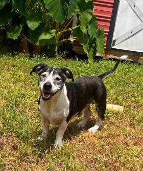 Gary -  Hound Dog for Adoption in Acworth, Georgia - Gary | PetCurious