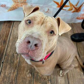 Sandy -  Terrier and Mixed Breed Dog for Adoption in Gastonia, North Carolina - Sandy | PetCurious