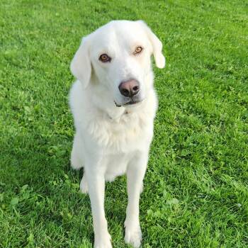Gideon -  Labrador Retriever and Great Pyrenees Dog for Adoption in Marshfield, Wisconsin - Gideon | PetCurious