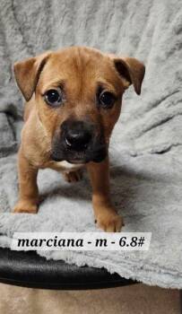 Boxer Dogs Available for Adoption - Marciano | PetCurious