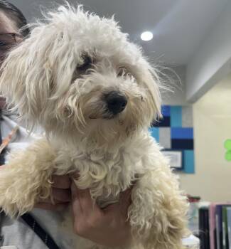 Maltipoo Dogs Available for Adoption in Manassas, Virginia - Coconut (ID 51287/1424) | PetCurious