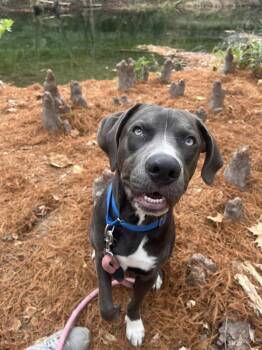 Labrador Retriever Dogs Available for Adoption - Franco | PetCurious