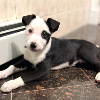 Border Collie and Terrier Dogs Available for Adoption - NY Benedict Avail Feb 14 (Tractor Supply Patterson) | PetCurious