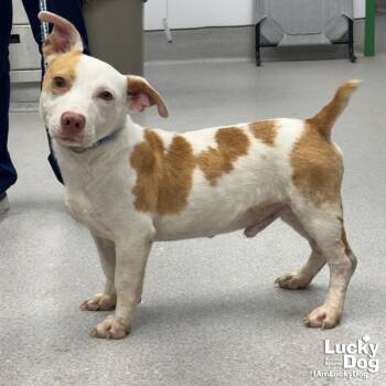 Rescue Dachshund and Beagle Dogs for Adoption in Washington, District Of Columbia - Dib | PetCurious