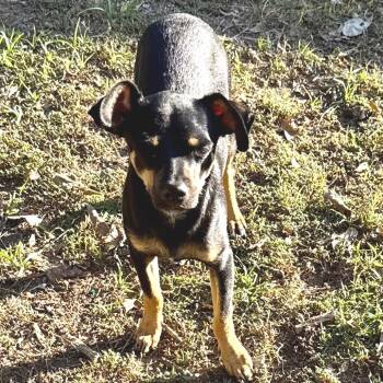 Rescue Chihuahua and Miniature Pinscher Dogs for Adoption in Bastrop, Texas - Eugene 25-11-052 | PetCurious