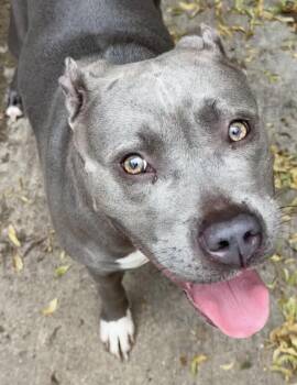 Norelle -  Pit Bull Terrier Dog for Adoption in Chicago, Illinois - Norelle | PetCurious