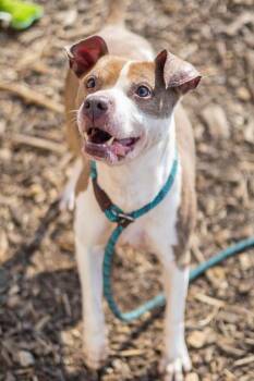 Sprightly -  Mixed Breed Dog for Adoption in Chamblee, Georgia - Sprightly | PetCurious