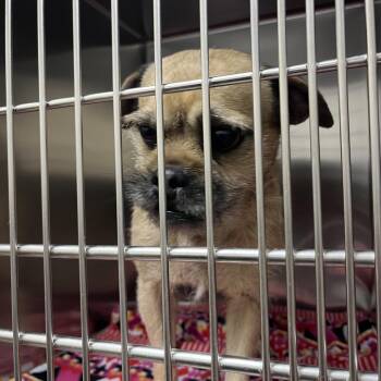 Pug and Wire Fox Terrier Dogs Available for Adoption in Palestine, Texas - Scruffy | PetCurious