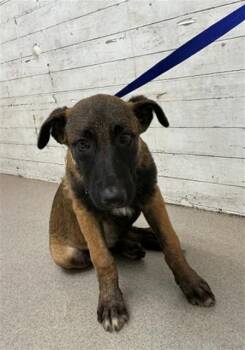 QUEEN -  German Shepherd Dog Dog for Adoption in San Bernardino, California - QUEEN | PetCurious