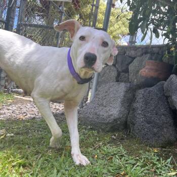 Keo -  Mixed Breed Dog Available for Adoption in Keaau, Hawaii - Keo | PetCurious