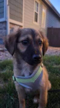 Daisy Dear -  Mixed Breed Dog for Adoption in Parker, Colorado - Daisy Dear | PetCurious