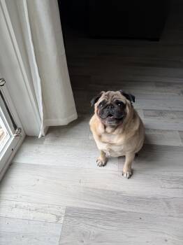 Rescue Pug Dogs for Adoption in Seattle, Washington - Rocky | PetCurious