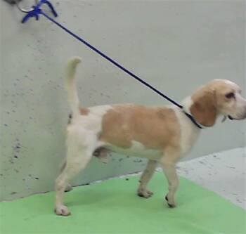 A2086253 -  Beagle and Mixed Breed Dog for Adoption in Houston, Texas - A2086253 | PetCurious