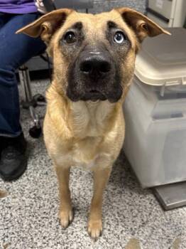 Dolly -  Mixed Breed Dog for Adoption in West Chester, Pennsylvania - Dolly | PetCurious