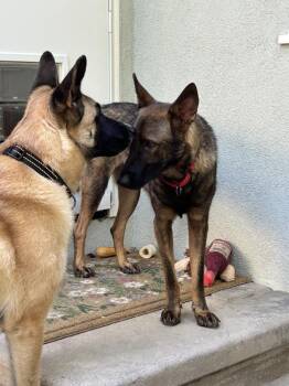 Rory -  Belgian Shepherd Malinois and German Shepherd Dog Dog for Adoption in Fulton, California - Rory | PetCurious
